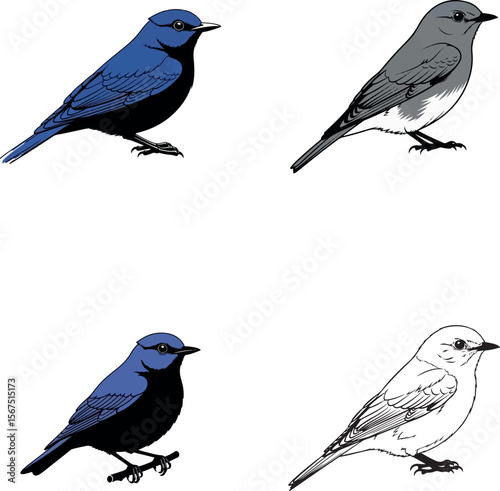 Eastern Bluebird Silhouette