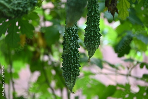 Momordica charantia. Its other common  names  bitter melon, bitter gourd, karela, bitter squash, momordica and balsam pear. Its originated in India. Creeper vegetable.
