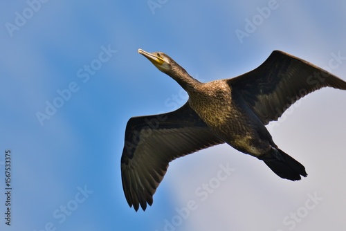 Wallpaper Mural bird in flight Torontodigital.ca