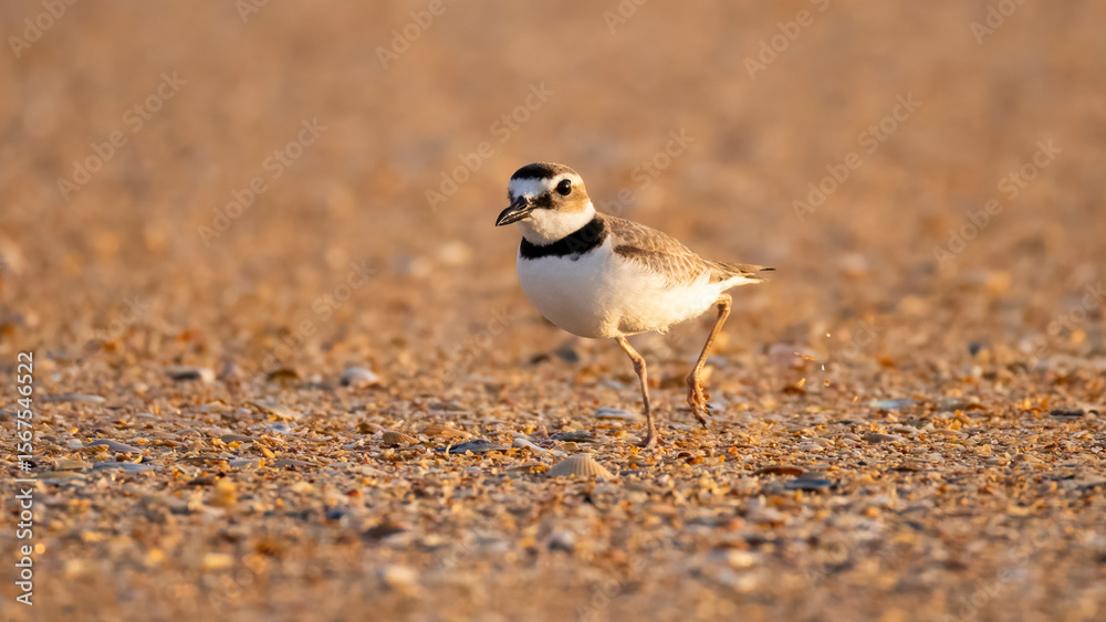 A Wilson's plover kicking up sand as it runs across the beach at Fort Matanzas National Monument A Wilson's plover kicking up sand as it runs across the beach at Fort Matanzas National Monument
