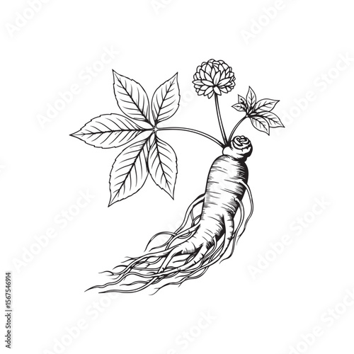 Detailed Black and White Ginseng Root with Flower Botanical Illustration