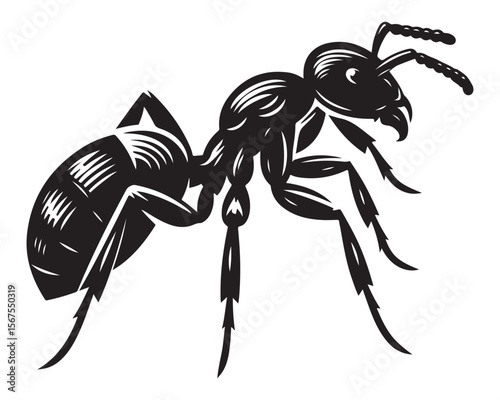 Carpenter Ant 3.eps