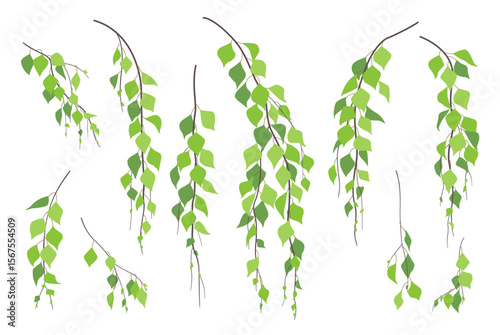Set of Simple Green Weeping Birch Branches.