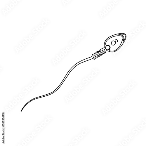 Human sperm cell vector illustration line drawing, human sperm anatomy, simple illustration, suitable for icons, logos, or your design element needs