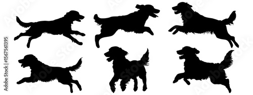 Golden retriever in different poses. Jumping, running, playing. Dog breed silhouette