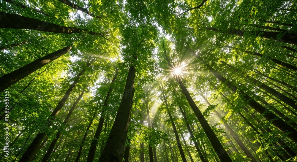 Forest canopy sunlight Forest canopy sunlight