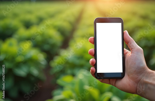 Man holds smartphone with blank white screen in organic vegetable farm field. Use for app info, advertising. Sunny day, green plants, farming technology, agriculture business, food growth.
