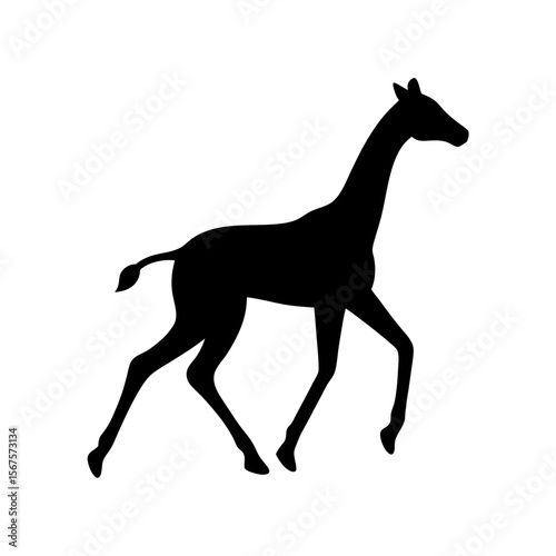 Playful Black Silhouette Giraffe Calf Running Young African Animal