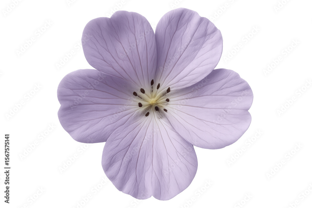 Purple flower revealing delicate veins, deep pistils against pristine white background, embodying botanical grace with soft, ethereal presence Purple flower revealing delicate veins, deep pistils against pristine white background, embodying botanical grace with soft, ethereal presence