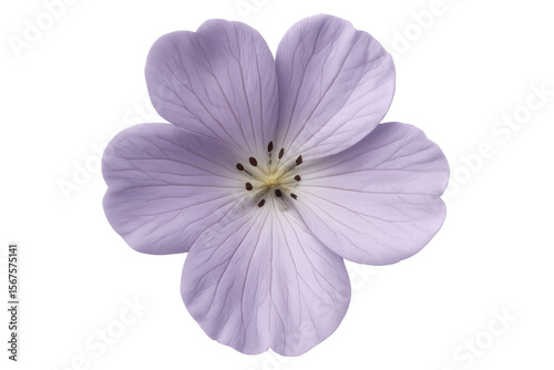 Purple flower revealing delicate veins, deep pistils against pristine white background, embodying botanical grace with soft, ethereal presence