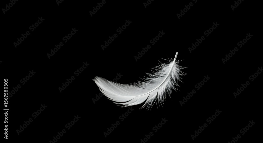 Obraz premium Feather on black background
