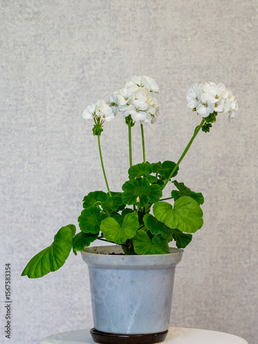 A beautiful geranium in a flower pot.