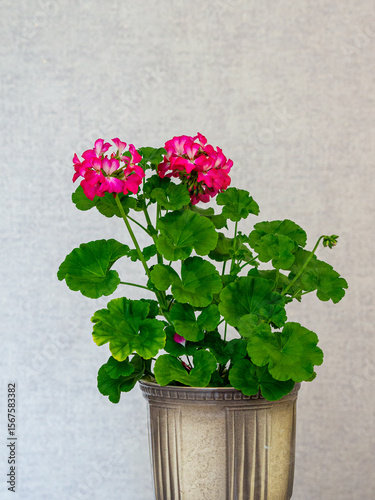 A beautiful geranium in a flower pot.
