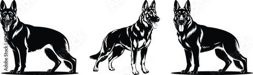 Set of three realistic german shepherd dog facing views in detailed silhouette vector collection
