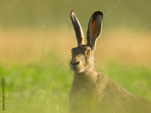 Wild rabbit looking alert in a meadow, surrounded by fresh greenery