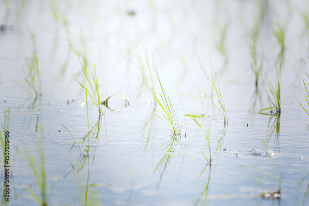 Obraz premium Rice seedlings swaying in the breeze in a rice field in early summer 
