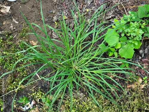Belulang grass or indian Goose grass (Eleusine indica) belongs to the paoceae family in the garden