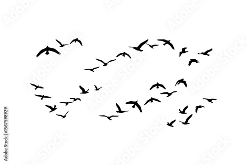 Flock of birds in flight ideal for naturethemed designs, travel brochures, environmental campaigns, and outdoor adventure promotions.