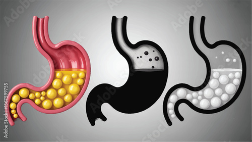 Human Stomach Anatomy Internal Structure & Digestive Process Illustration
