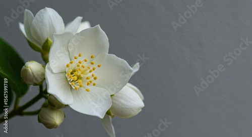 Close-up of delicate white blossoms, vibrant yellow stamens, and unopened buds.  Green leaves provide contrast