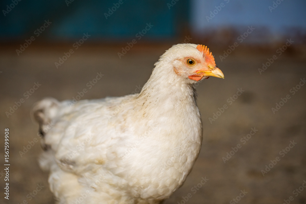 Fototapeta premium Chickens in the farmyard on a sunny day. chickens on the traditional free range poultry farm in the village. Eco meat from farming.