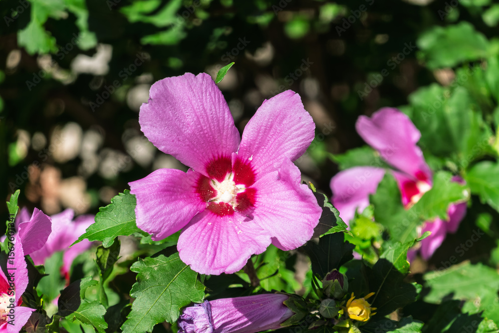 Pink flowers of Hibiscus moscheutos plant close-up. Hibiscus moscheutos, swamp hibiscus, Pink flowers of Hibiscus moscheutos plant close-up. Hibiscus moscheutos, swamp hibiscus,