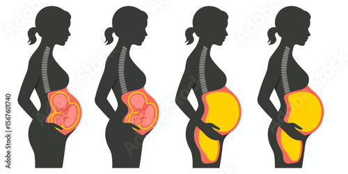 Pregnancy Stages: A stylized illustration depicts the various stages of pregnancy, from early development to the final months, highlighting the growth of the fetus within the womb. 