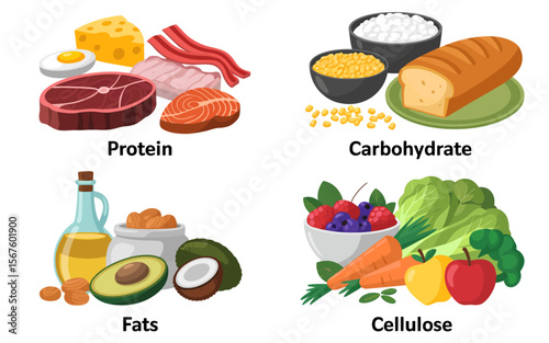 Nutritional Blueprint: A vibrant food illustration showcases the essential food groups, highlighting proteins, carbohydrates, fats, and cellulose for a balanced, healthy lifestyle.