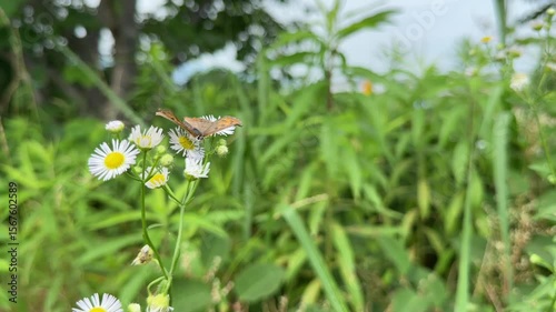 A delicate butterfly hovers and circles around blooming wild daisies in a lush green meadow in Japan. The footage captures calm movement and vibrant summer flora.