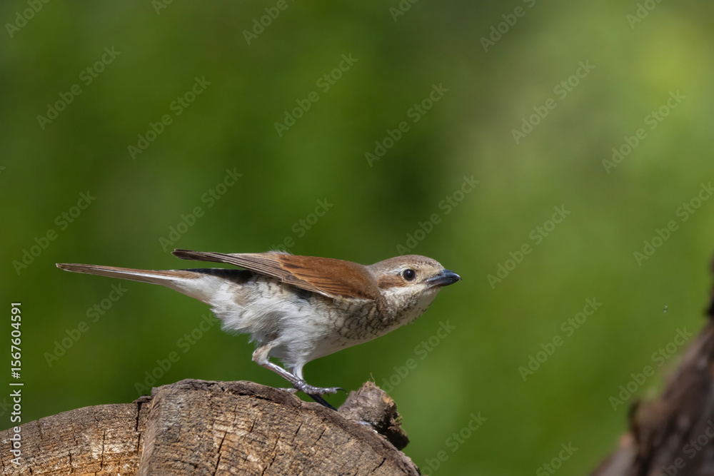 Fototapeta premium Red-backed shrike male , Lanius collurio. A bird sits on an old trunk