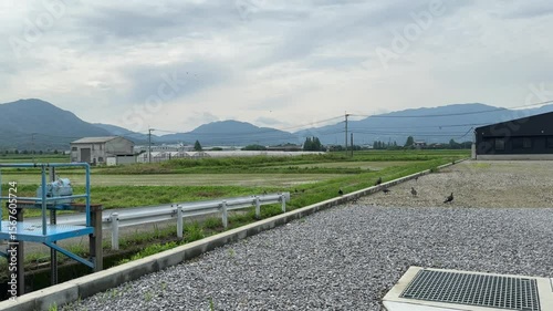 A group of pigeons walking calmly near a rural gravel road, with lush rice fields and distant mountains in the background. Peaceful countryside landscape in Japan.