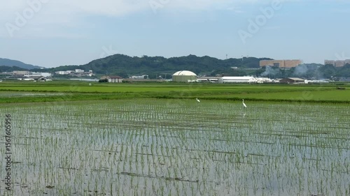 A lone egret standing in a flooded rice field in rural Japan. In the distance, smoke rises from farmland, creating a peaceful yet dynamic countryside atmosphere.