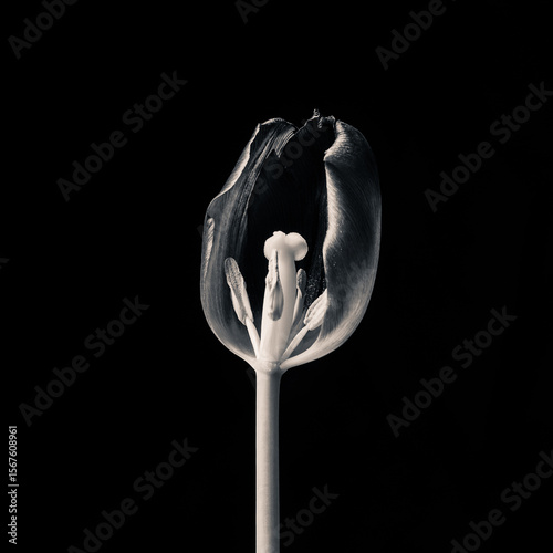 Still life of dying flowers