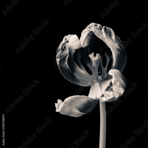 Still life of dying flowers