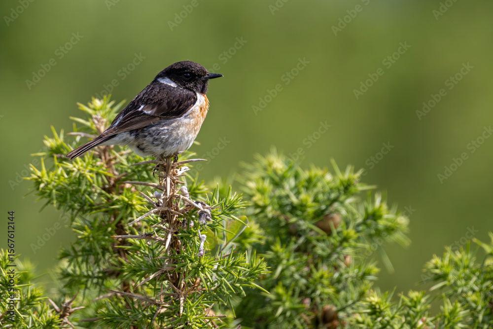 Fototapeta premium Schwarzkehlchen beobachtet sein Revier auf der dornigen Spitze eines Wacholderstrauches