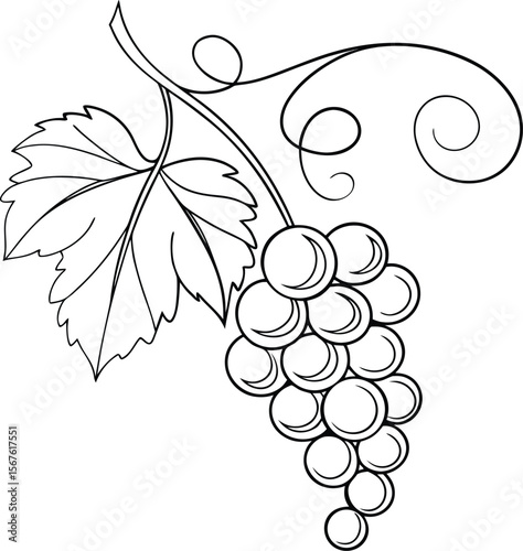 Vector art of a cluster of grapes with leaf isolated on white background