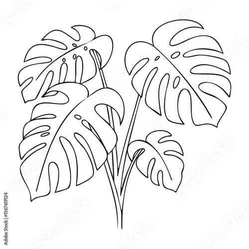 Illustration of monstera plant with large leaves in black and white outline. Vector hand-drawn doodle illustration