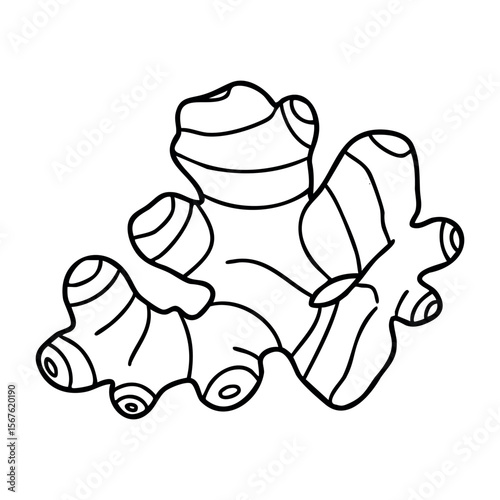 Black and white ginger root line art drawing for coloring pages. Vector hand-drawn doodle illustration