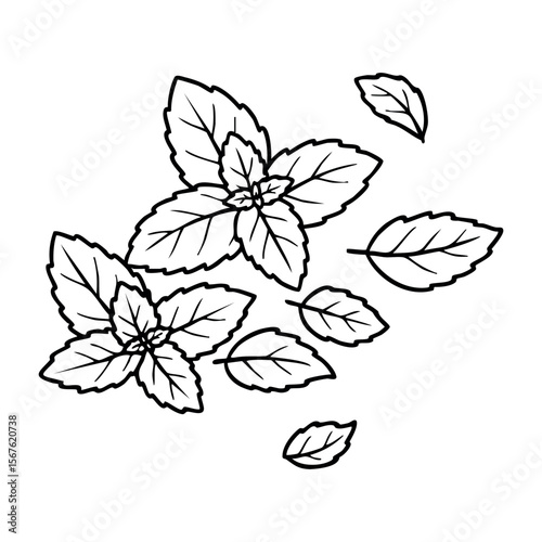 Detailed line drawing of aromatic mint leaves with multiple shapes. Vector hand-drawn doodle illustration