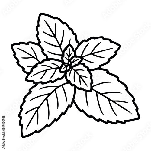 Outline drawing of a fresh mint leaf cluster. Vector hand-drawn doodle illustration