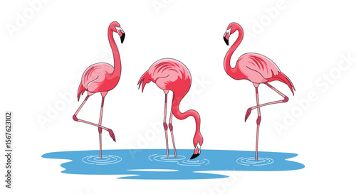 Three Pink Flamingos Standing in Shallow Water