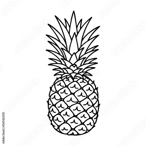 Pineapple outline: simple black and white sketch of tropical fruit. Vector hand-drawn doodle illustration