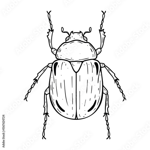 Detailed illustration of a beetle with intricate lines and patterns. Vector hand-drawn doodle illustration