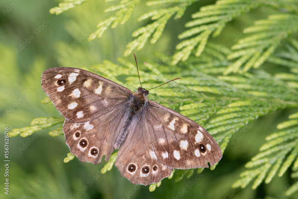 Fototapeta premium speckled wood butterfly on green plant, macro close-up