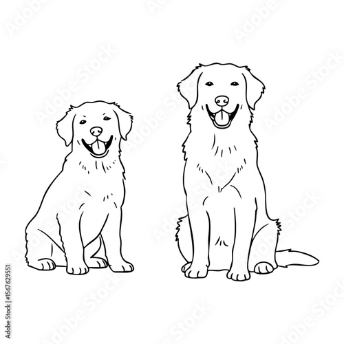 Golden retriever puppy and adult illustration showing growth stages. Vector hand-drawn doodle illustration