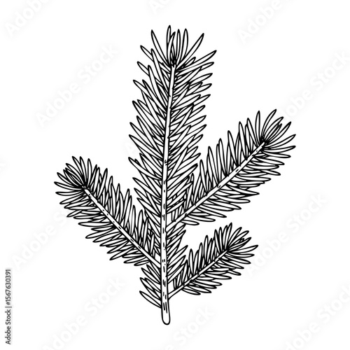 Intricate evergreen spruce branch illustration with detailed needlework. Vector hand-drawn doodle illustration