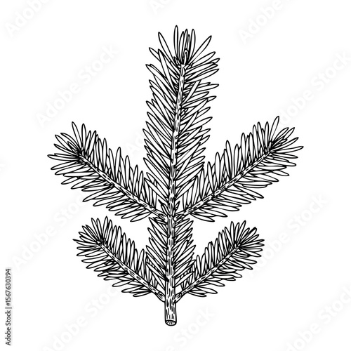 Detailed hand-drawn pine tree branch illustration with needles. Vector hand-drawn doodle illustration