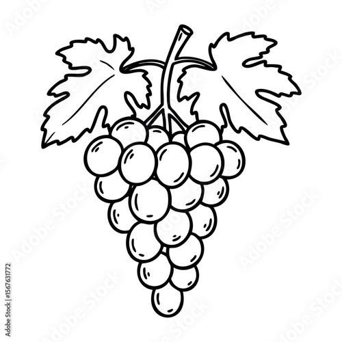Outline drawing of a cluster of grapes with leaves. Vector hand-drawn doodle illustration
