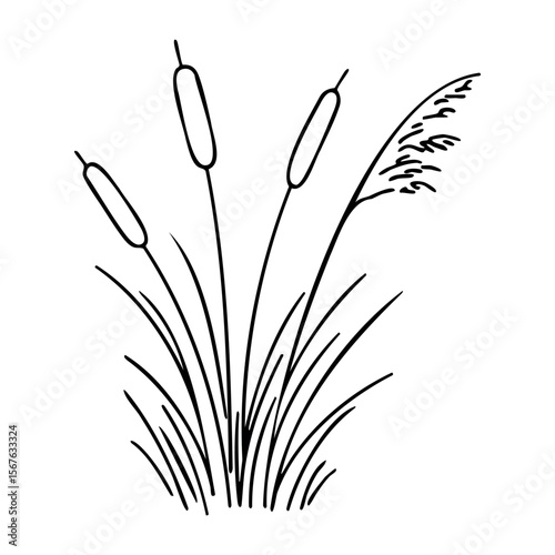 Outline drawing of cattails and grass. Vector hand-drawn doodle illustration