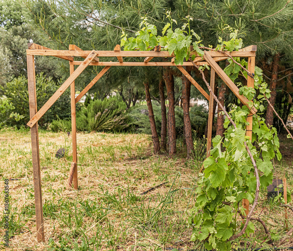 Small vine plant growing on a wooden support structure in a garden, showcasing the early stages of vineyard cultivation Small vine plant growing on a wooden support structure in a garden, showcasing the early stages of vineyard cultivation